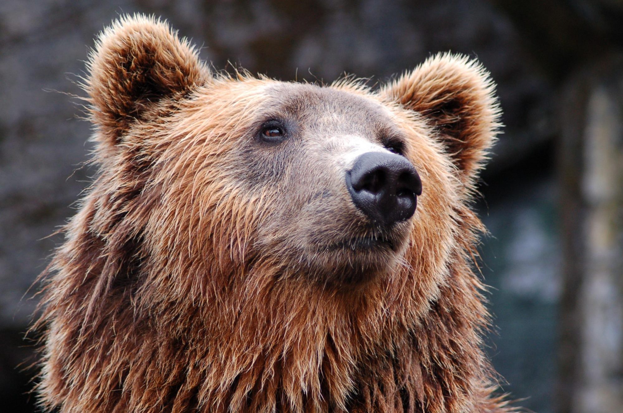Avistamiento del oso pardo, una excelente excusa para recorrer los Parques Naturales de Asturias