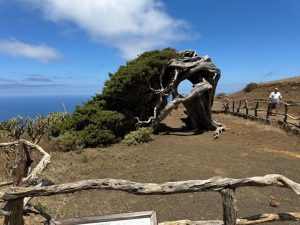 FOTO DEL ARBOL DE SABINA DE EL HIERRO
