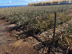 PLANTACION DE PIÑAS